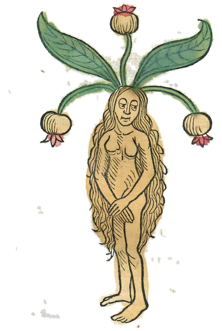 Mandrágora con forma de mujer, xilografía coloreada de 1491