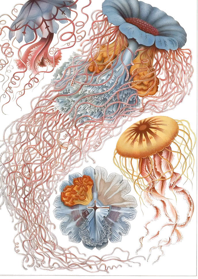 Medusas de largos tentáculos de Ernst Haeckel, Kunstformen der Natur
