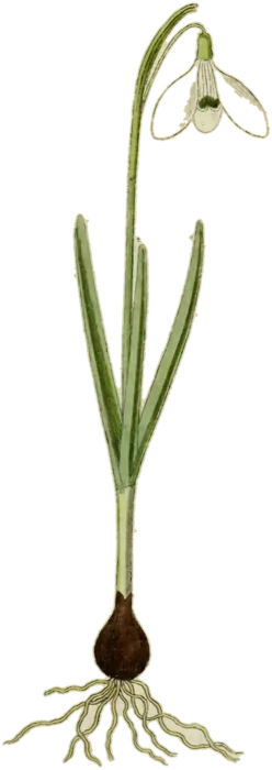 Campanilla de invierno, de la Deutschlands Flora de Jacob Sturm