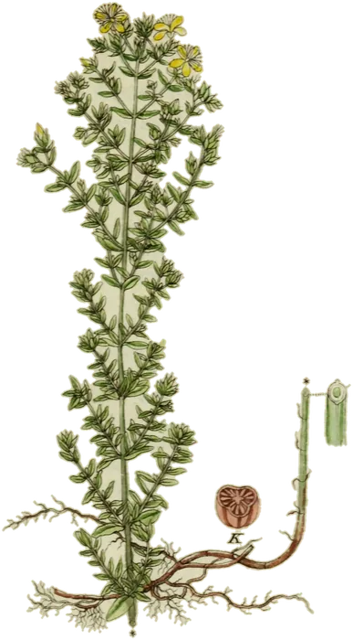 Hipérico, la hierba de San Juan, de la Deutschlands Flora de Jacob Sturm