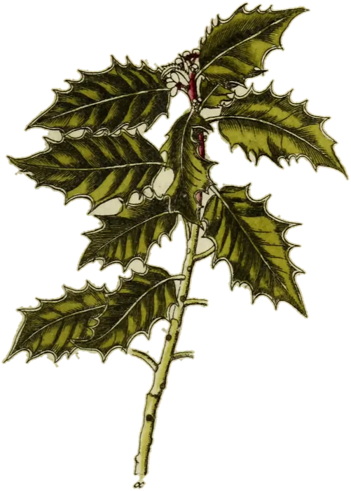 Rama de acebo, de la Deutschlands Flora de Jacob Sturm