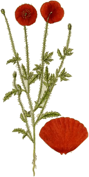 Amapola con su pétalo y su cápsula, de la Deutschlands Flora de Jacob Sturm