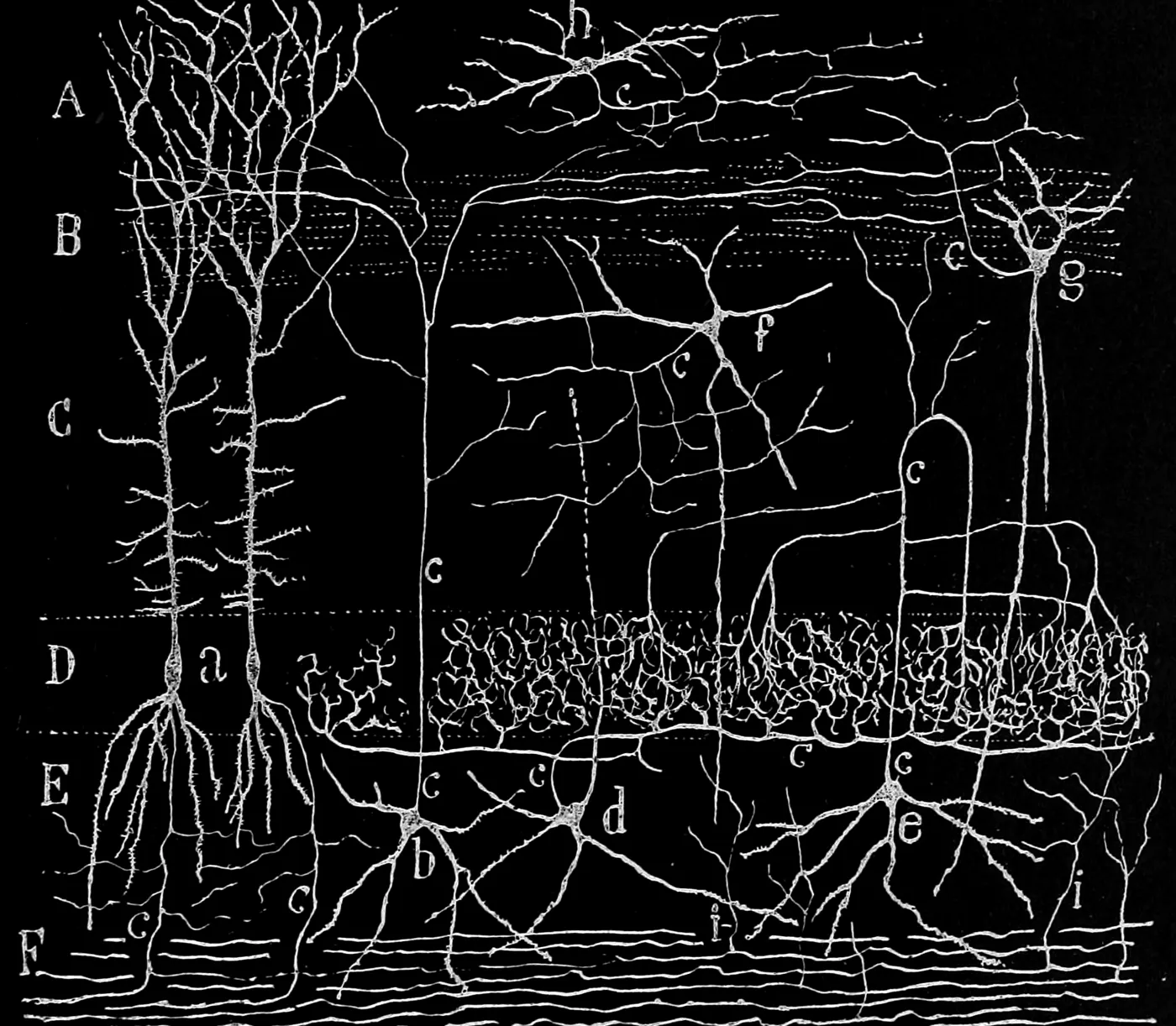 Dibujo de neuronas de Santiago Ramón y Cajal: células con sus ramificaciones conectadas en capas