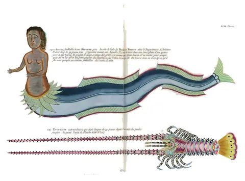 Sirena y peces, Louis Renard, según Samuel Fallours, 1754