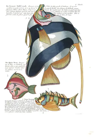 Pez listado, Louis Renard, según Samuel Fallours, 1754