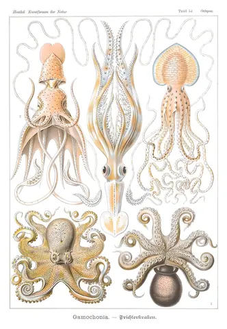 Octopoda, Ernst Haeckel, 1904