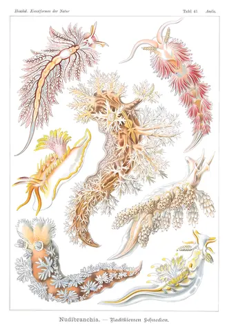 Nudibranchia, Ernst Haeckel, 1904