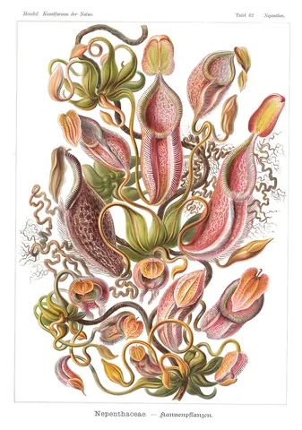Nepenthaceae, Ernst Haeckel, 1904