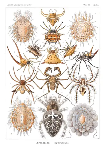 Arachnida, Ernst Haeckel, 1904