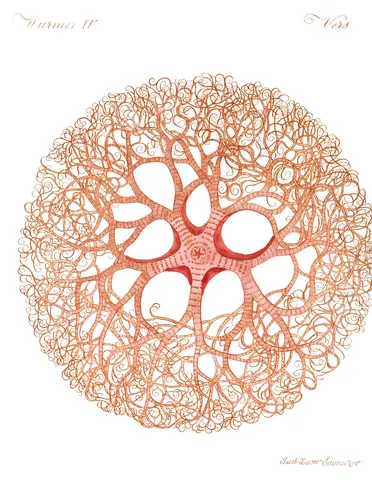 Coral, 1807