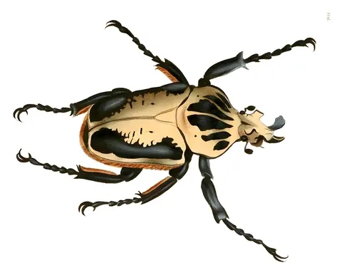 Escarabajo exótico, Dru Drury, 1837