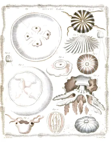 Medusas y conchas, James Barbut, 1783