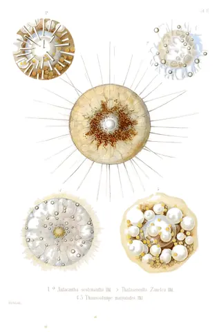 Radiolarios, Ernst Haeckel, 1862
