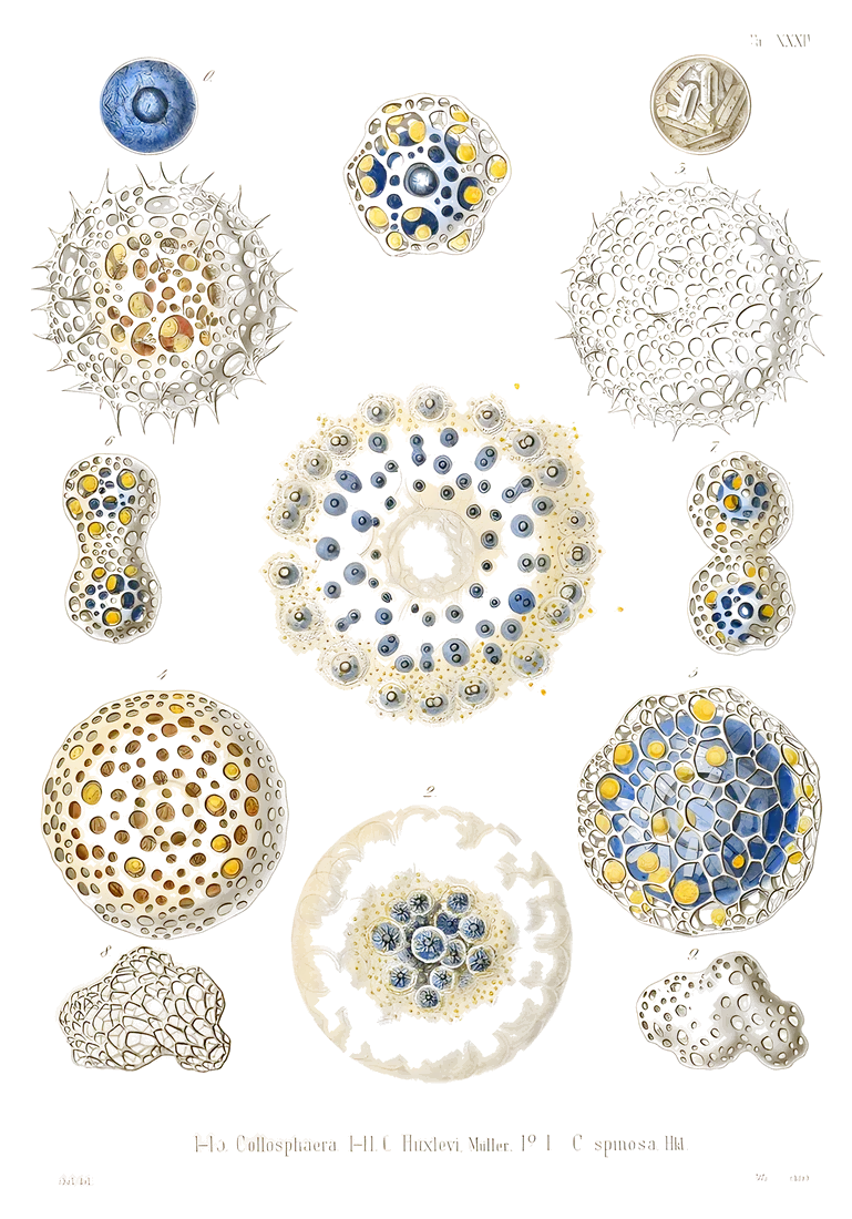 Radiolarios, Ernst Haeckel, 1862