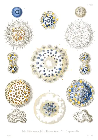 Radiolarios, Ernst Haeckel, 1862