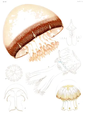 Medusas del mundo, lámina 75, A. G. Mayer, 1910