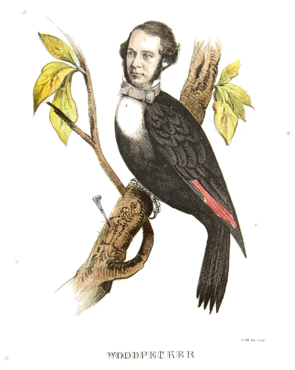 Pájaro carpintero, Henry L. Stephens, 1851