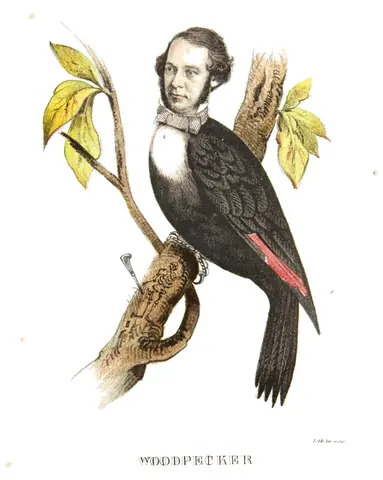 Pájaro carpintero, Henry L. Stephens, 1851