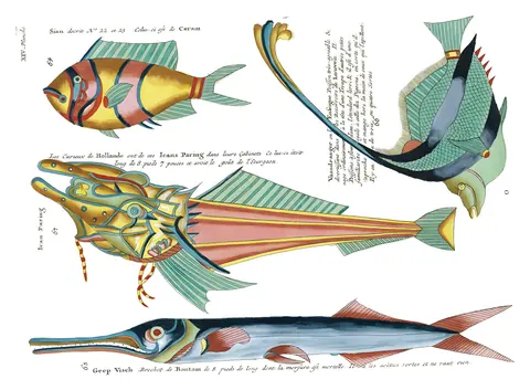 Peces de Renard, lámina XIV, Louis Renard, 1754