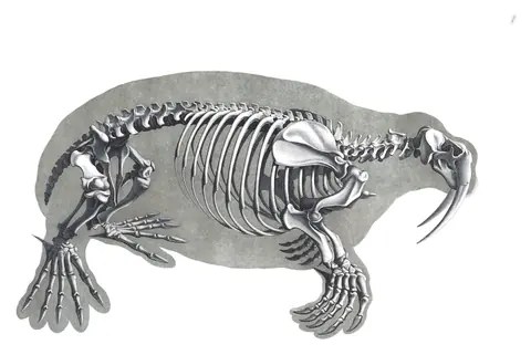 Lámina de Die vergleichende Osteologie, Edouard Joseph d’Alton, 1821-1838