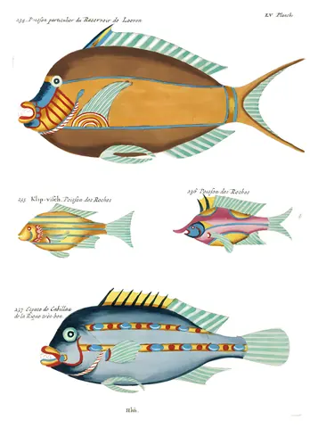 Peces de Renard, lámina LV, Louis Renard, 1754