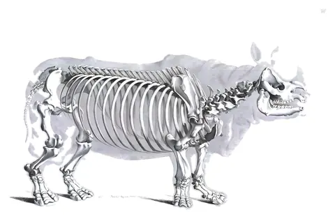 Lámina de Die vergleichende Osteologie, Edouard Joseph d’Alton, 1821-1838