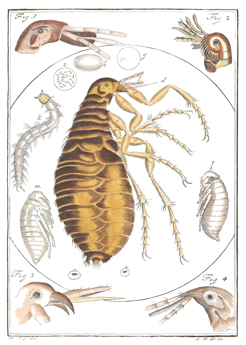 Pulga, Martin Frobenius Ledermüller, 1764-8