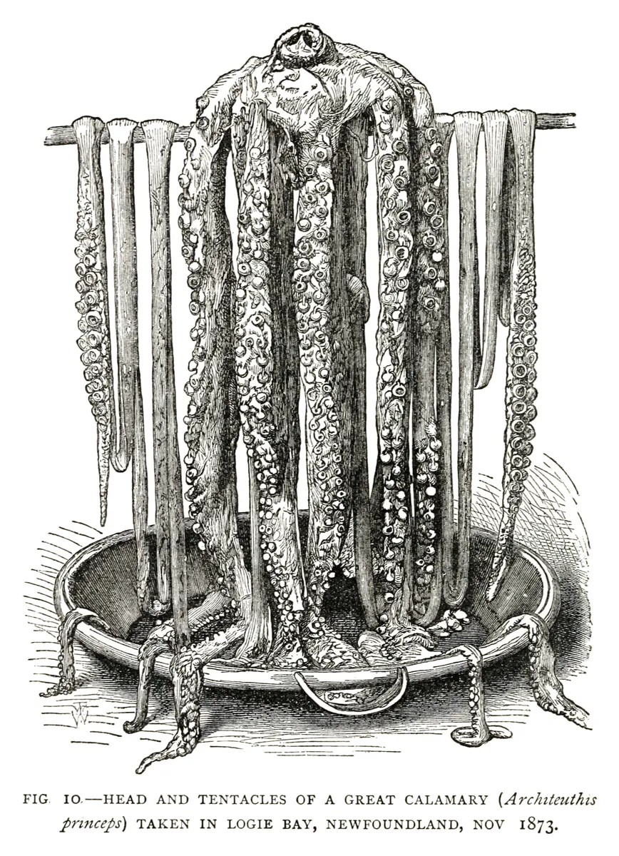 Cabeza y tentáculos de un calamar gigante, Henry Lee, 1883