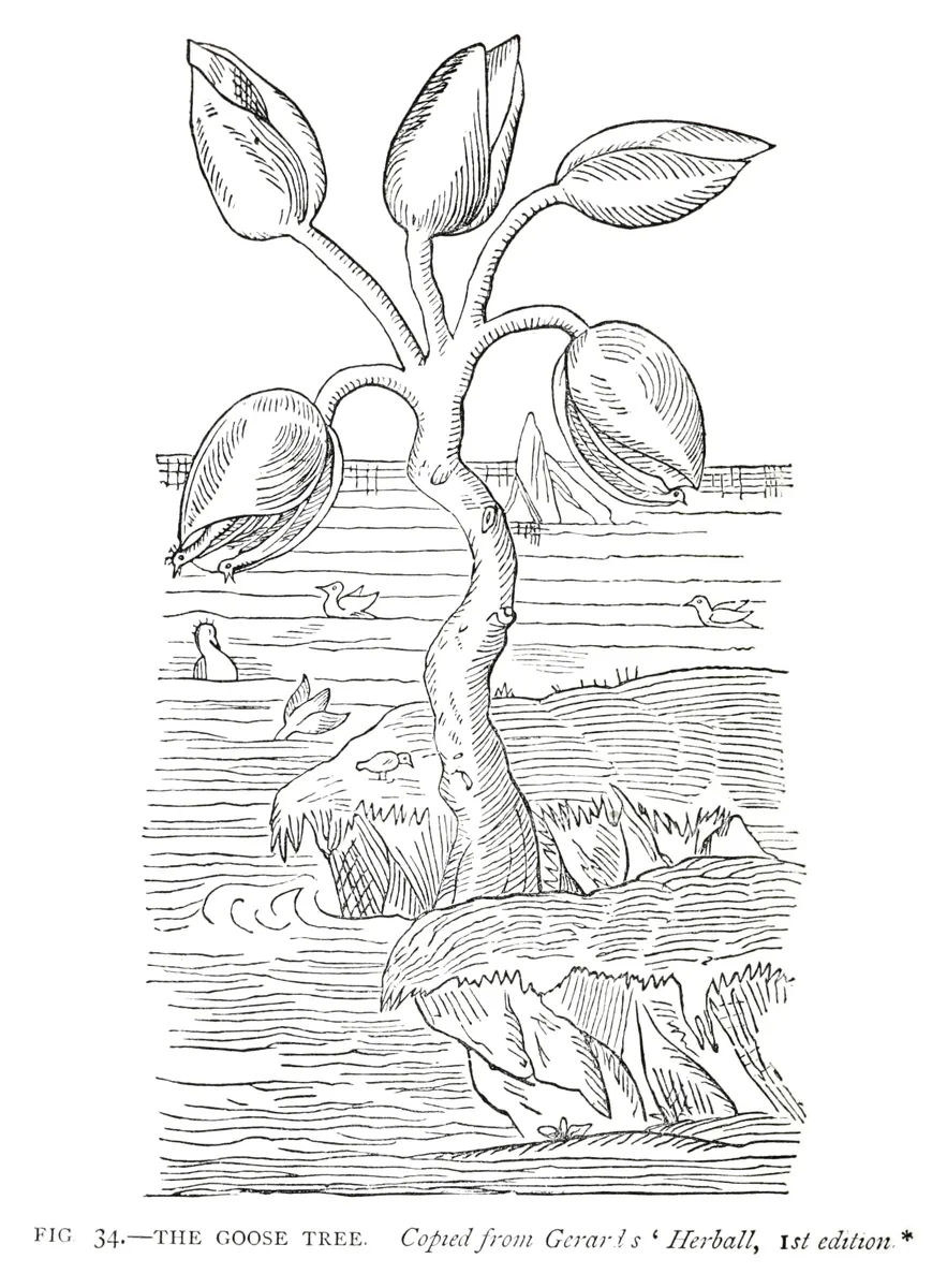 El árbol de los gansos, según el Herball de Gerard, Henry Lee, 1883