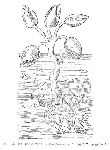 El árbol de los gansos, según el Herball de Gerard, Henry Lee, 1883