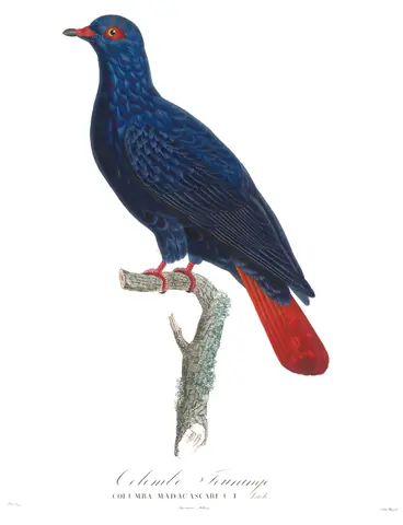 Paloma azul de Madagascar, Pauline Knip, 1811