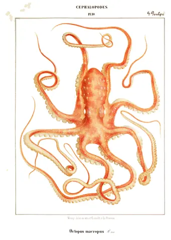 Octopus macropus, Jean Baptiste Vérany, 1851