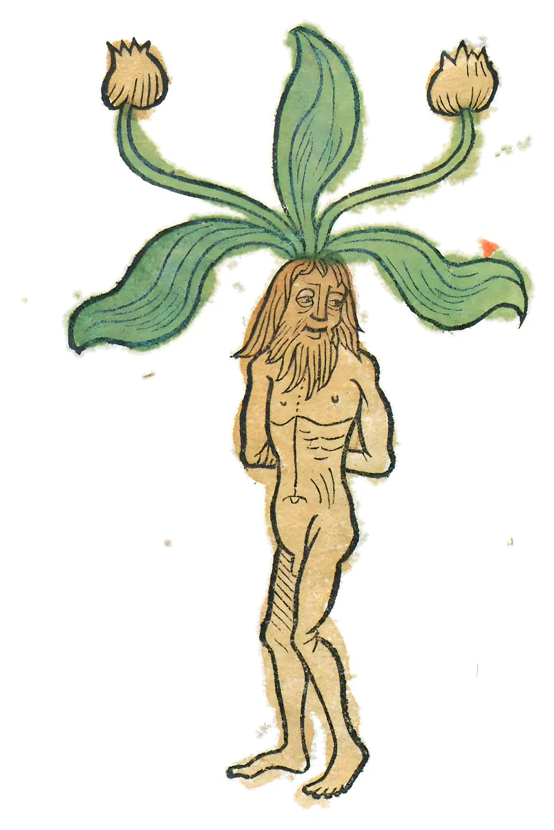 Mandrágora macho, 1491