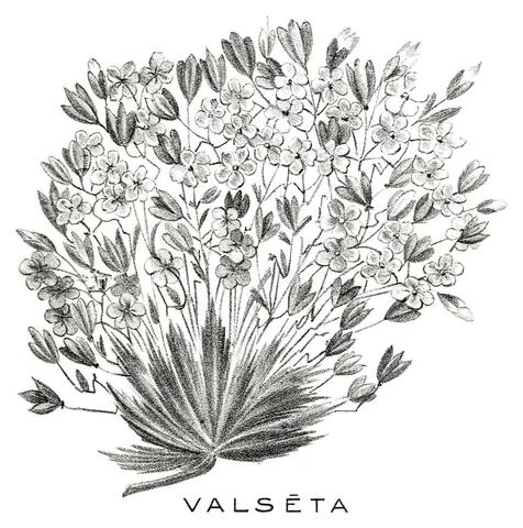 Valseta, Sara Weiss, 1903