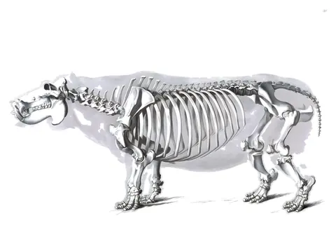 Lámina de Die vergleichende Osteologie, Edouard Joseph d’Alton, 1821-38