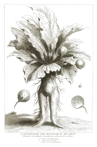 La mandrágora, grabado de un atlas de 1844, 1844