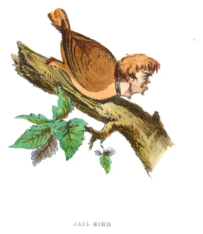 Pájaro de cárcel, Henry L. Stephens, 1851