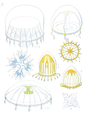 Medusas del mundo, lámina 27, A. G. Mayer, 1910