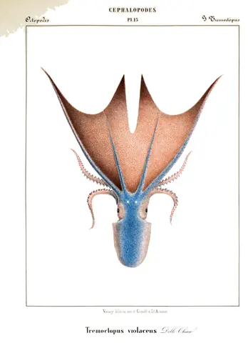 Tremoctopus Violaceus, Jean Baptiste Vérany, 1851