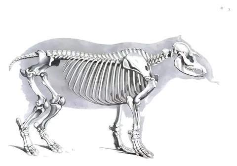 Lámina de Die vergleichende Osteologie, Edouard Joseph d’Alton, 1821-1838