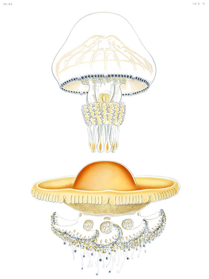 Medusas del mundo, lámina 73, A. G. Mayer, 1910