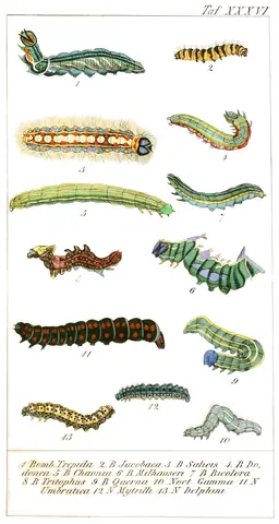 Lámina de Chronologischer Raupenkalender, oder, Naturgeschichte der europäischen Raupen, 1837