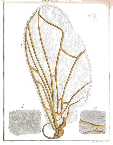 Ala de mosca, Martin Frobenius Ledermüller, 1764-8