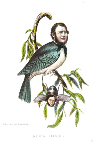 Pájaro rey, Henry L. Stephens, 1851