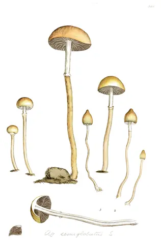 Mongui y otras setas, James Sowerby, 1803