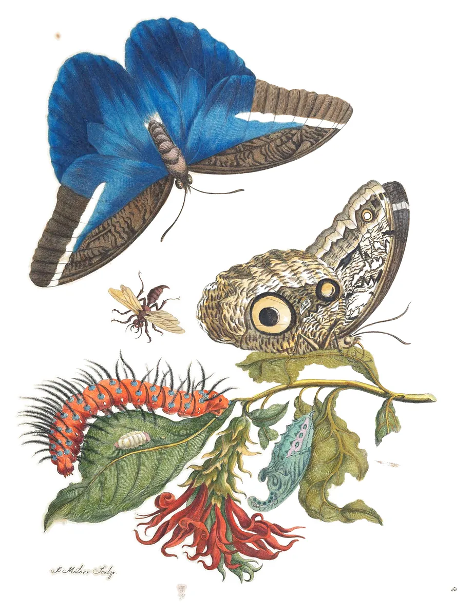 Lámina de Metamorphosis Insectorum Surinamensium, Maria Sibylla Merian, 1705