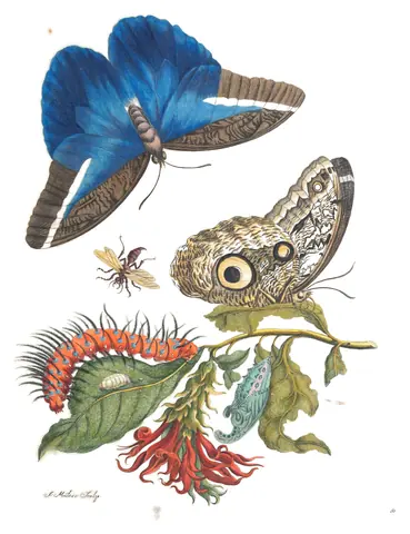 Lámina de Metamorphosis Insectorum Surinamensium, Maria Sibylla Merian, 1705