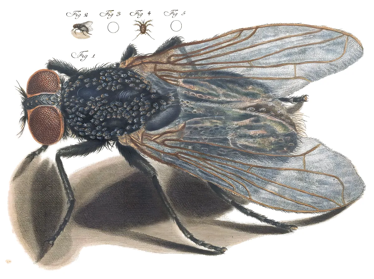 Mosca, Martin Frobenius Ledermüller, 1764-8
