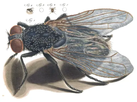 Mosca, Martin Frobenius Ledermüller, 1764-8