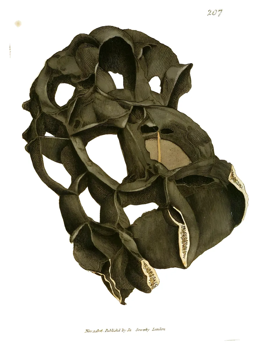 Septaria de cuarzo, James Sowerby, 1802-17